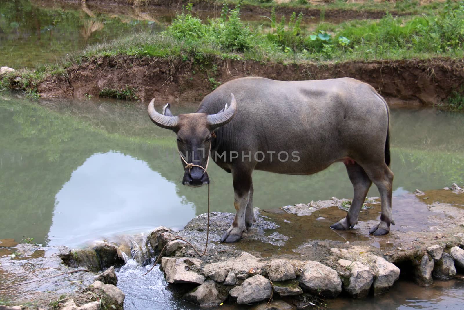 Farm cow in Yangshuo, China