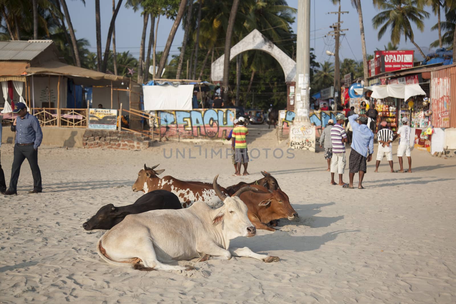 Cow on the beach in Goa, India