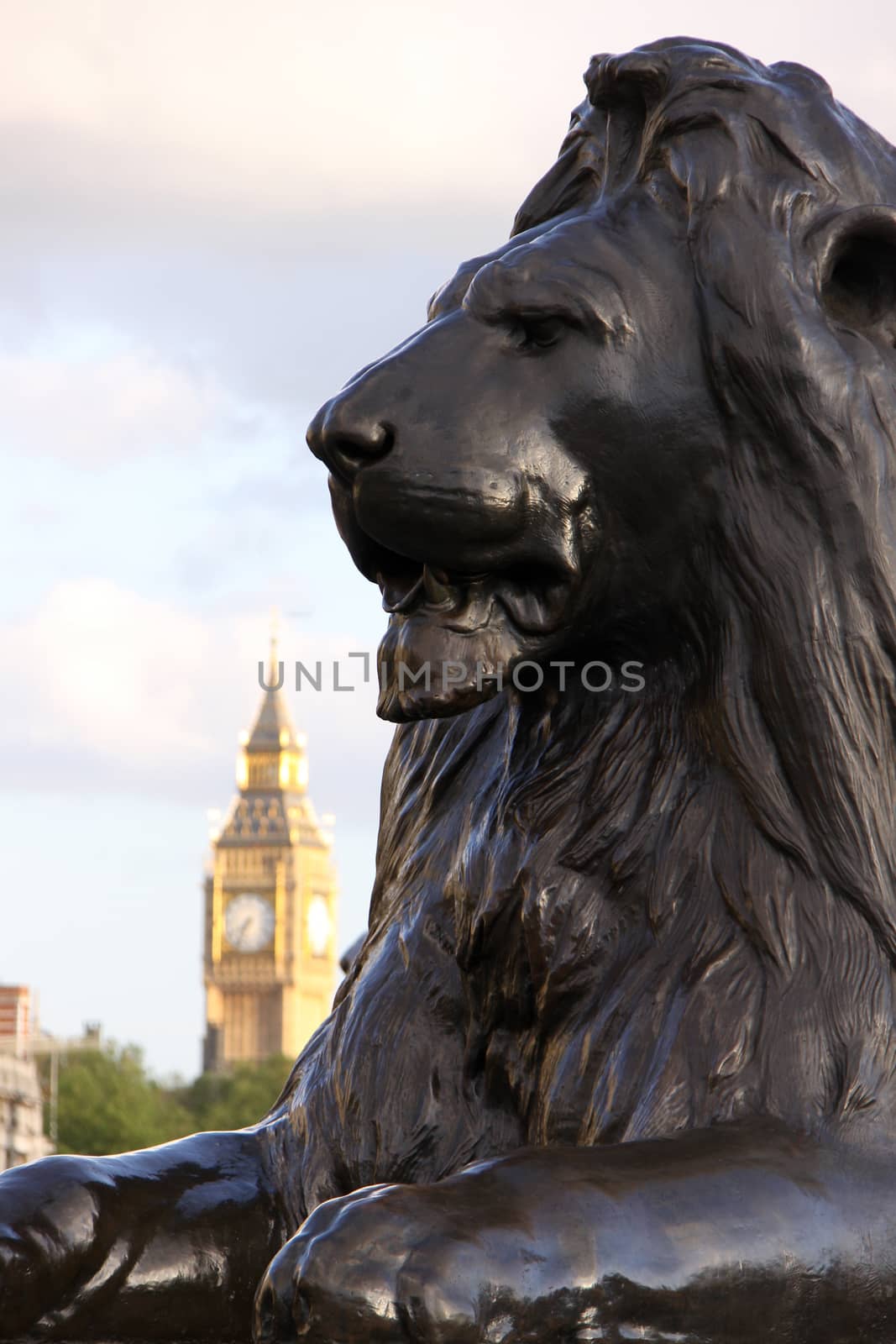 Lion on Trafalgar square with Big ben in background (London, England)