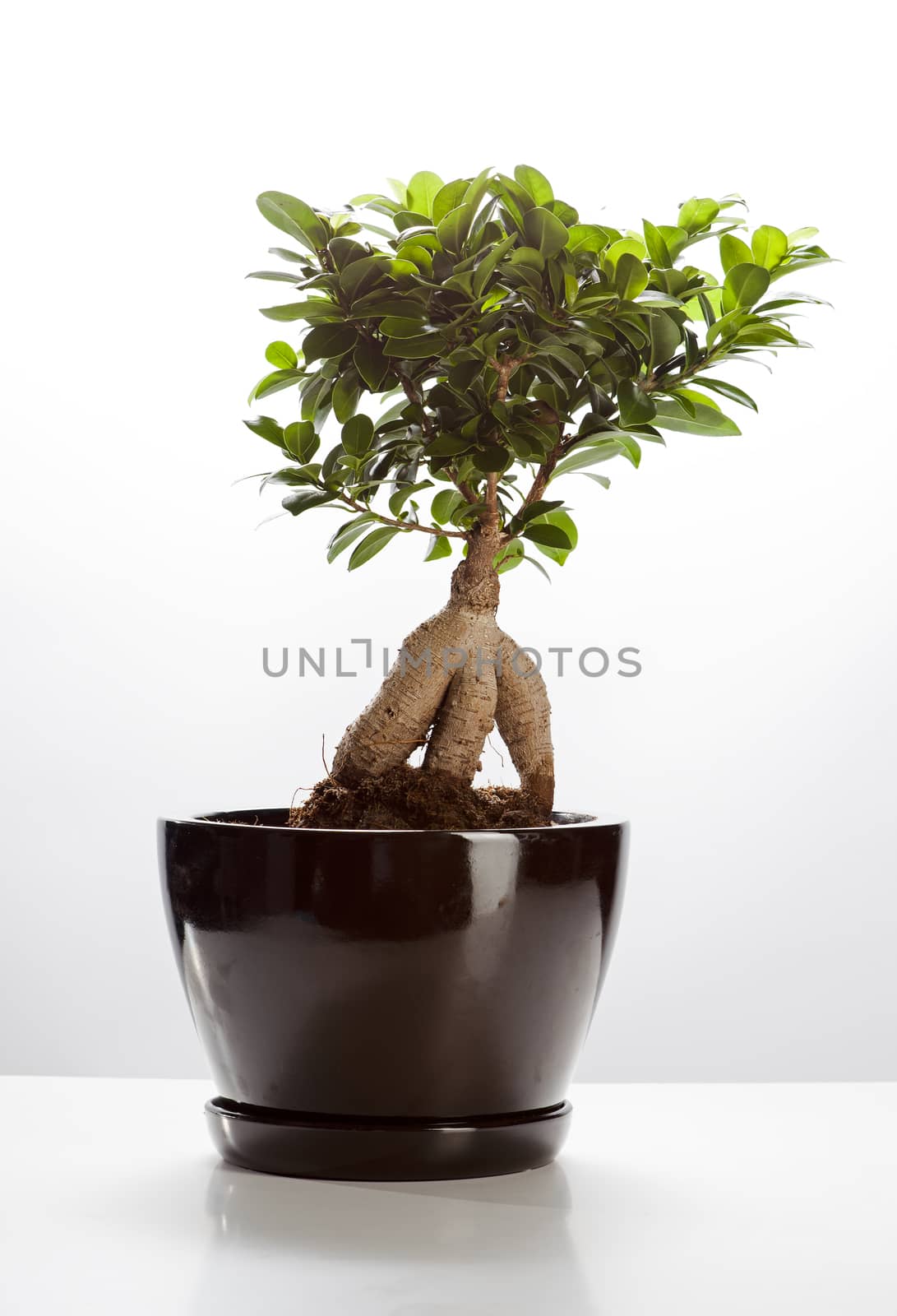 Bonsai Ficus Ginseng isolated on white background