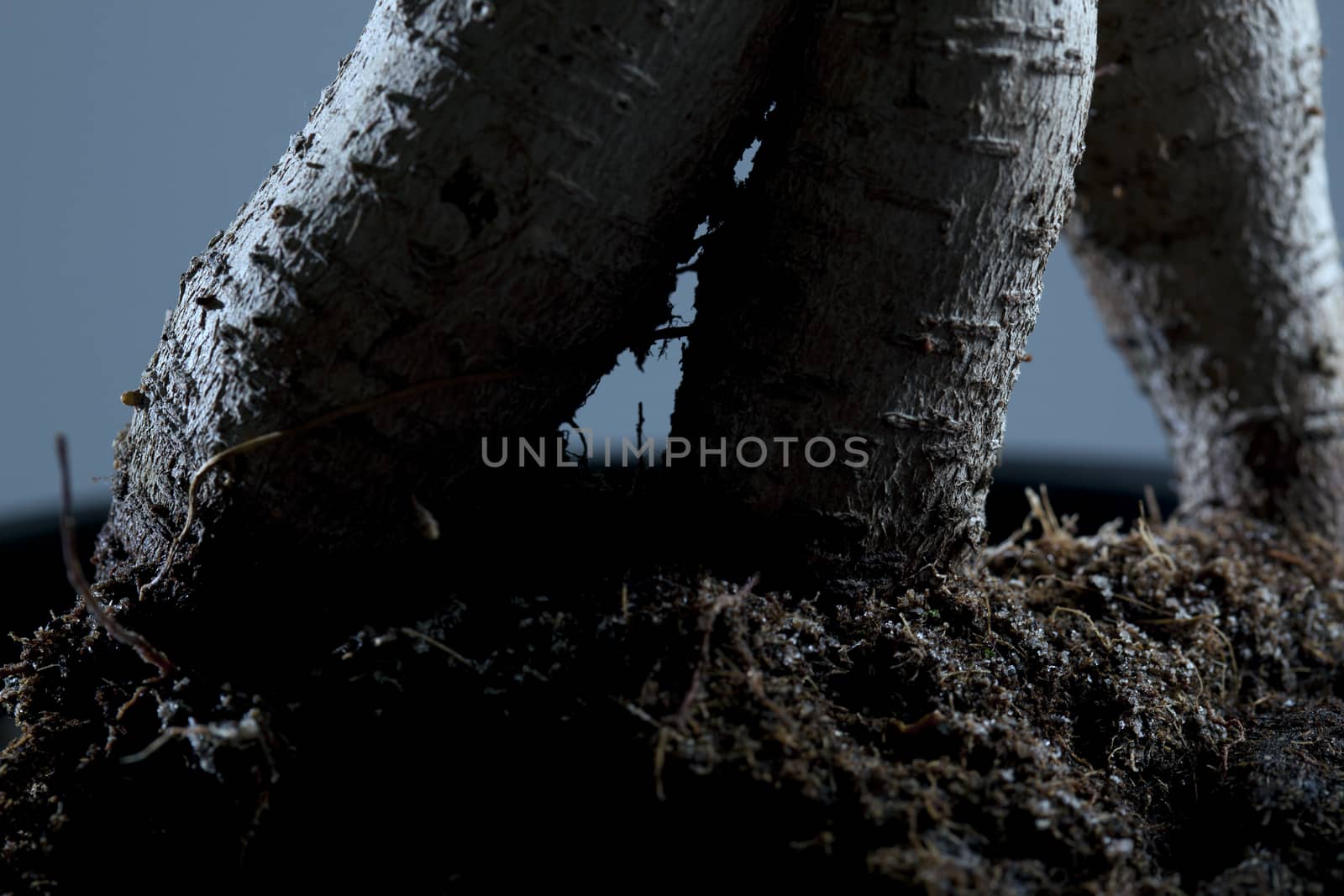 Dark scarry background - roots of a Bonsai