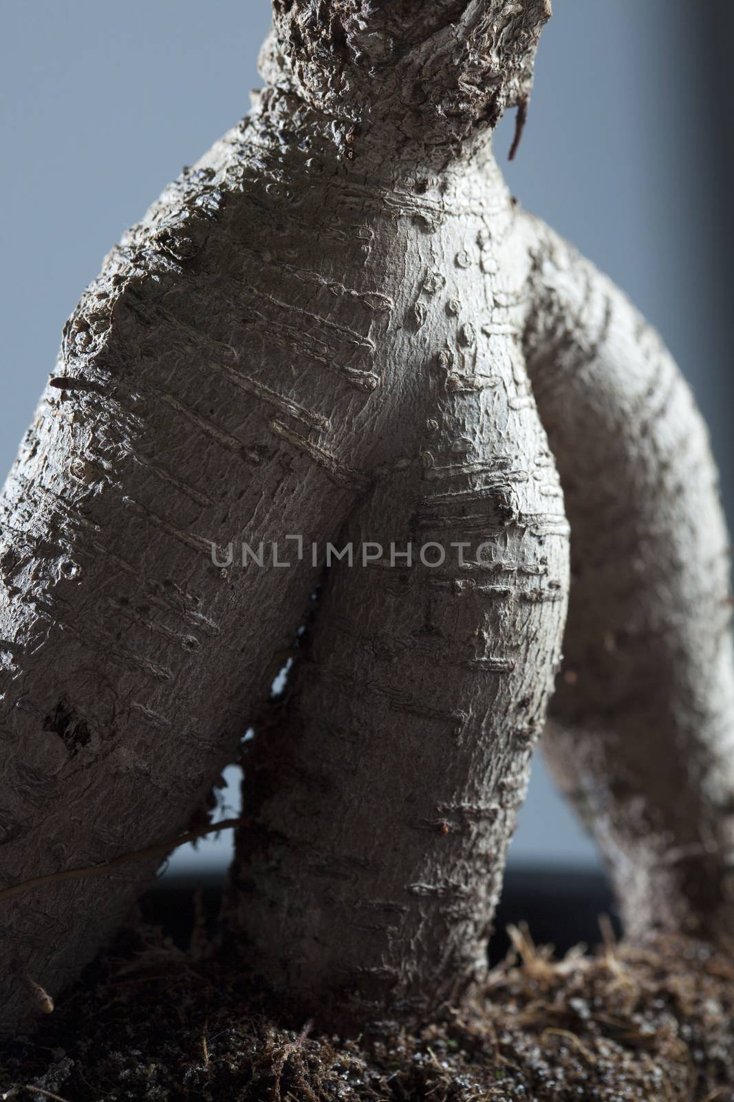 Close-up of a potted plant.