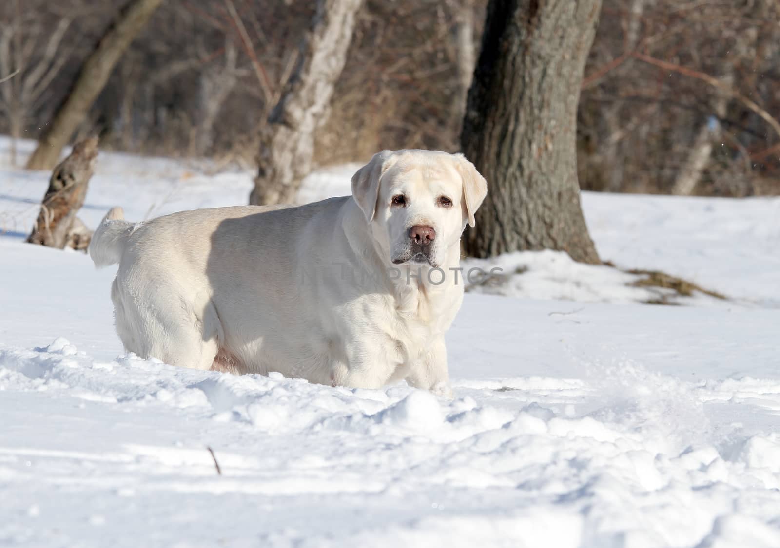 the yellow labrador in the snow in winter