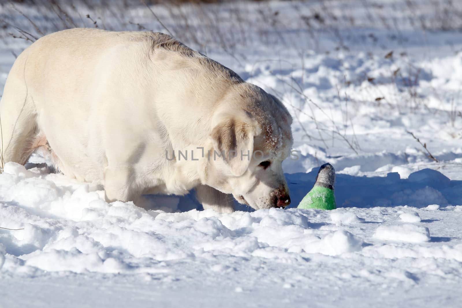 yellow labrador in the snow in winter with a green toy portrait