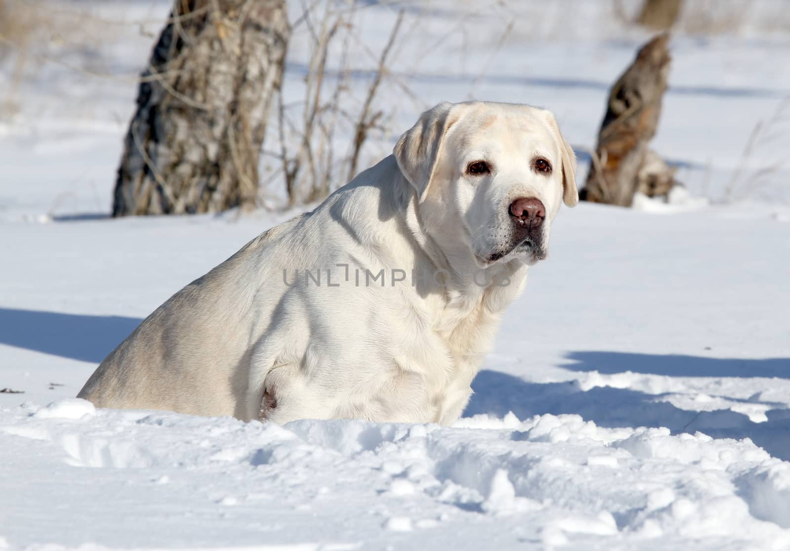 a nice yellow labrador in the snow in winter