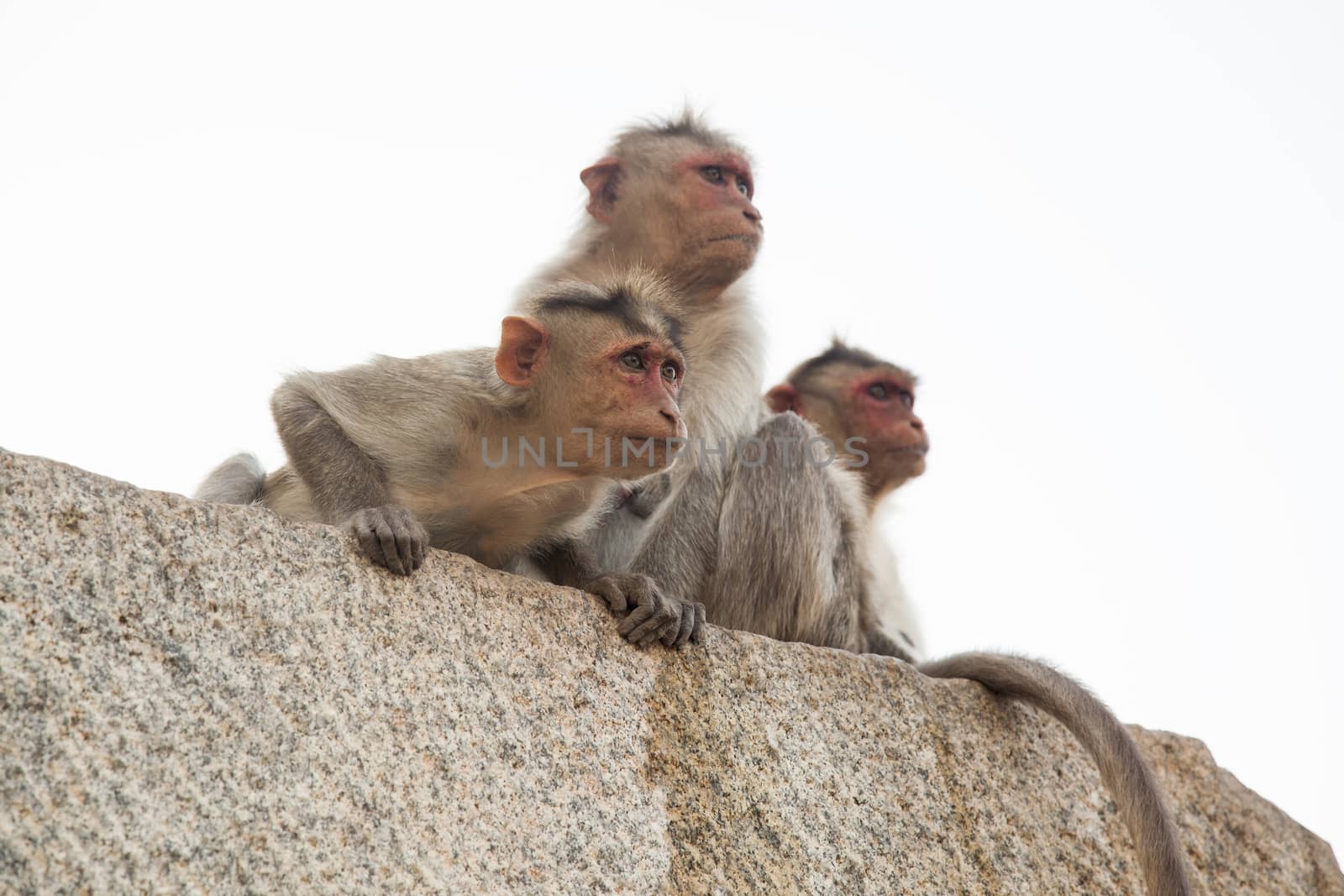 Monkeys sitting on rocks and looking at something