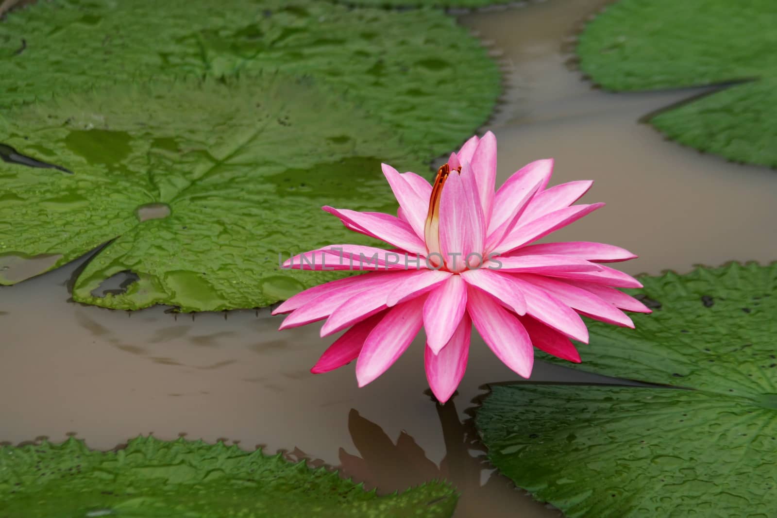 Lotus blossom on the water