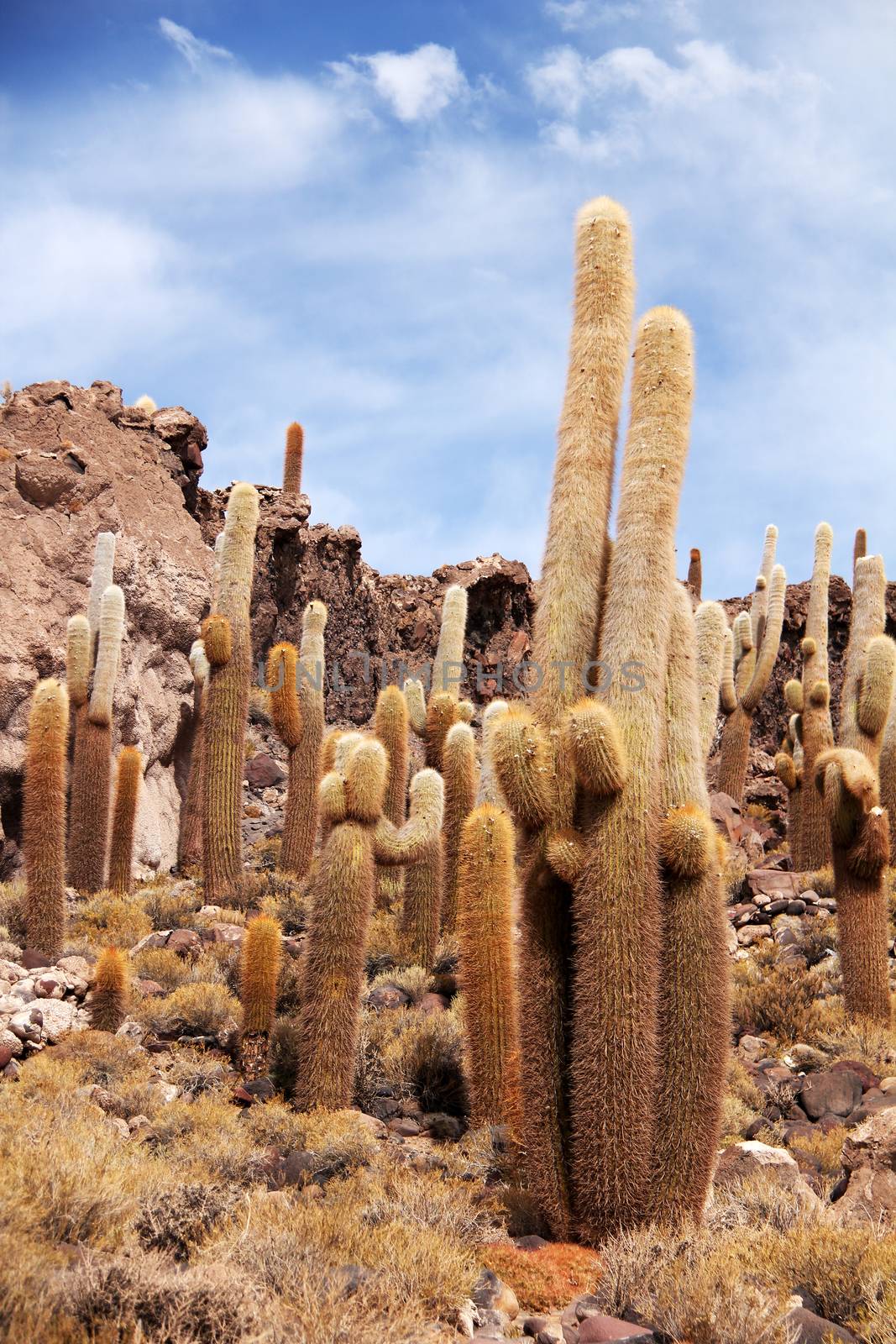 Cactus in Uyuni salt desert