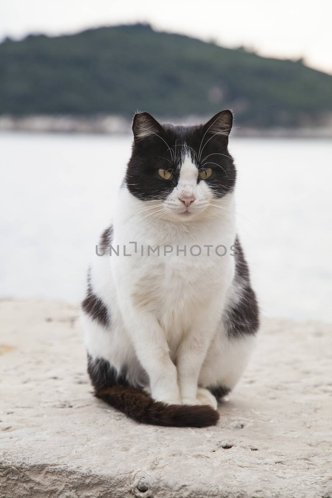 Cat by the sea by Aarstudio
