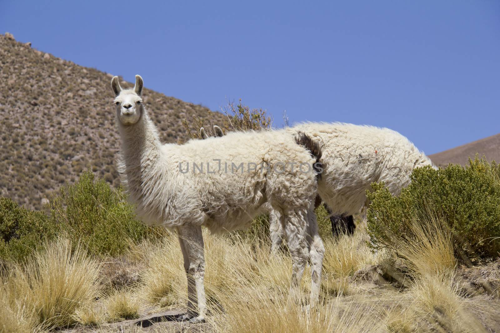 Lama shot in Bolivia