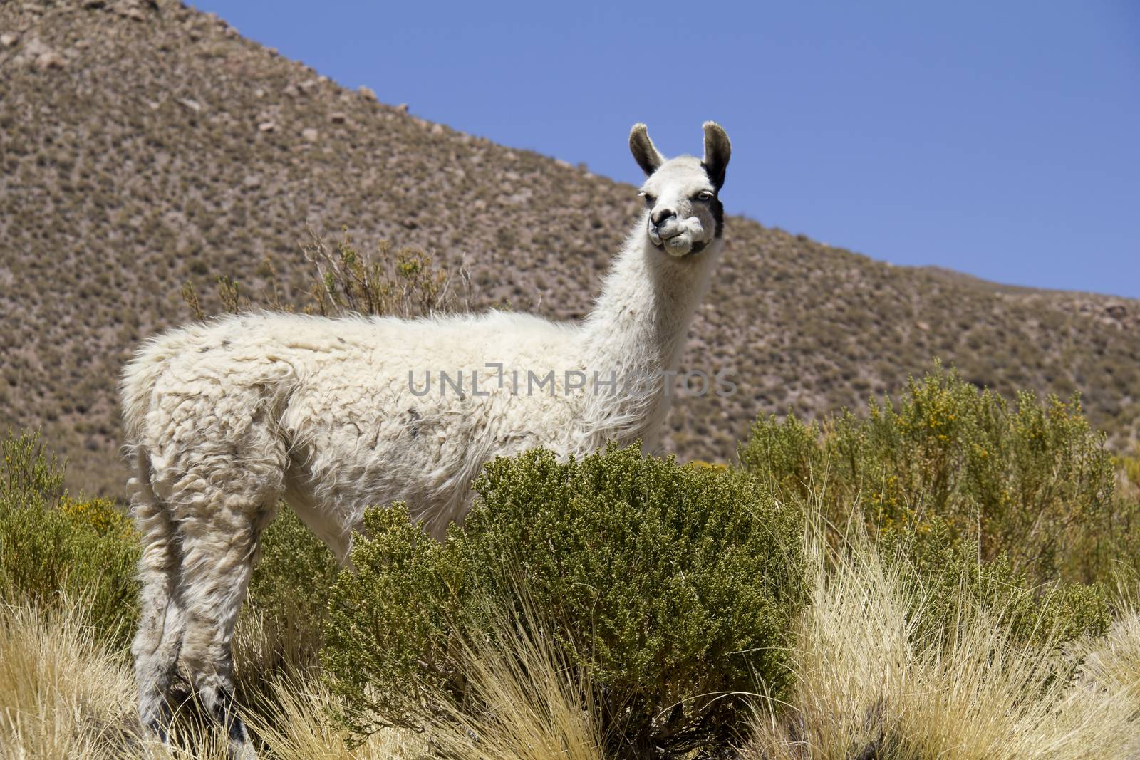 Lama shot in Bolivia