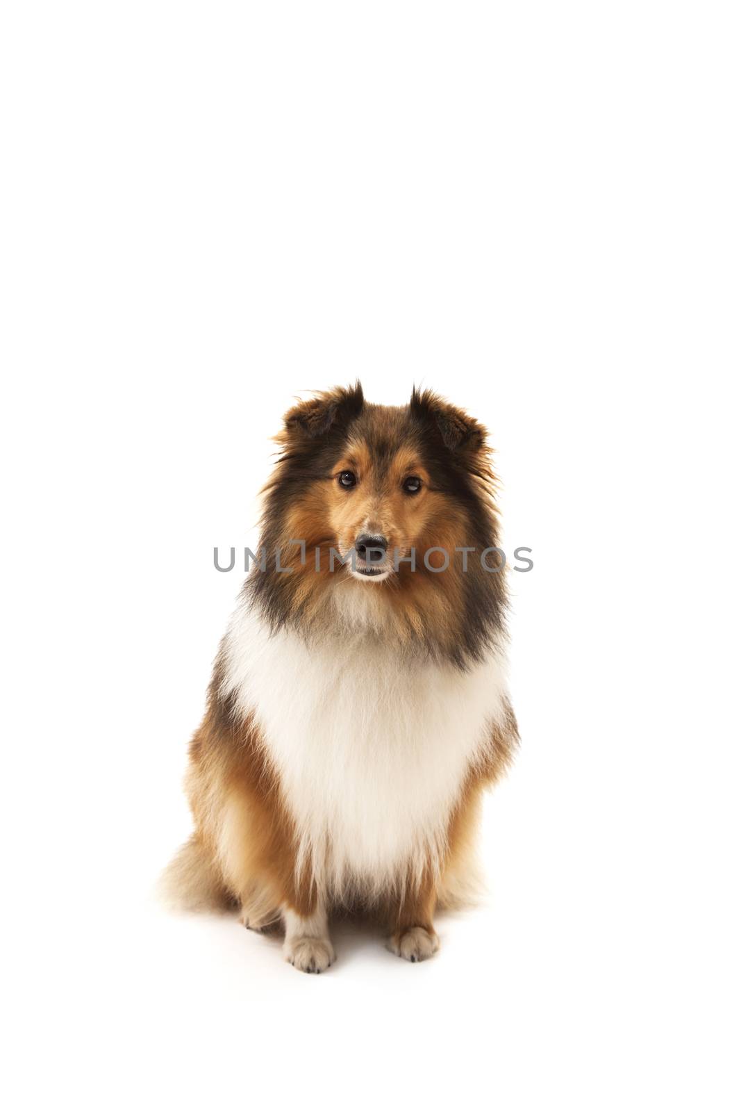 Portrait of Shetland sheepdog over white background