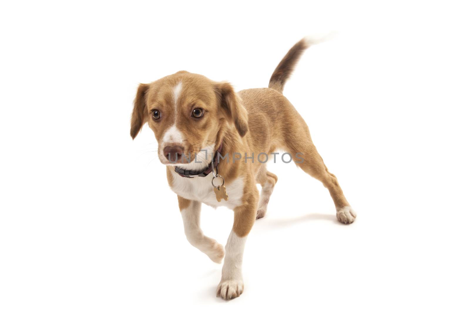 Portrait of mixed breed dog running on white background