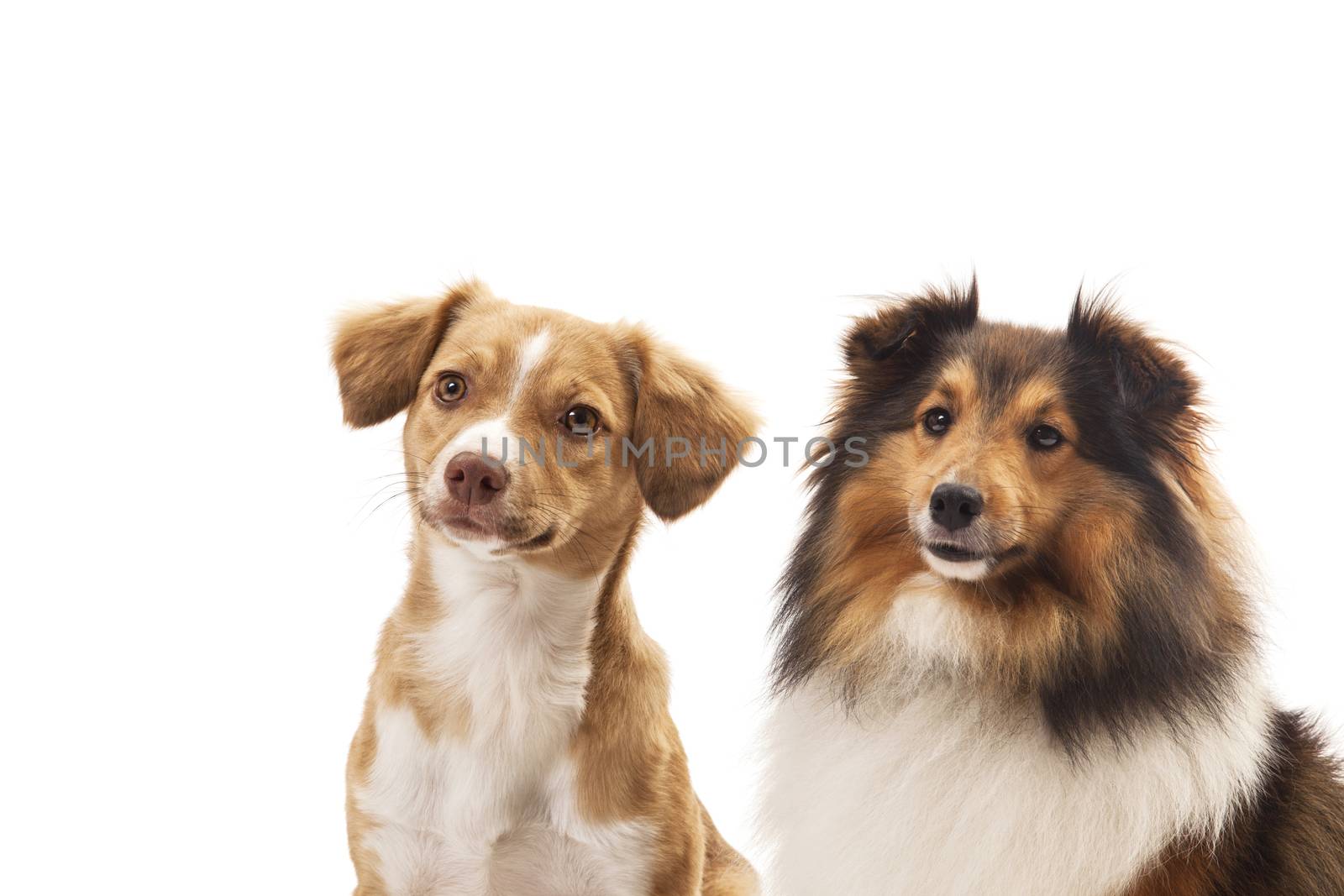 Mixeded breed dog and shetland sheepdog