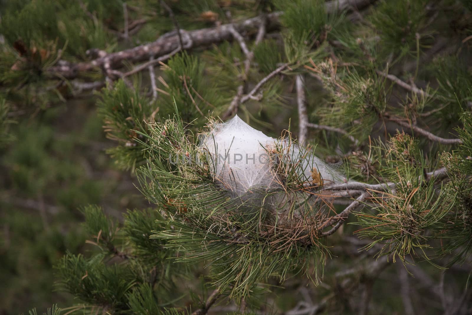 Spider's net on a pine tree by Aarstudio