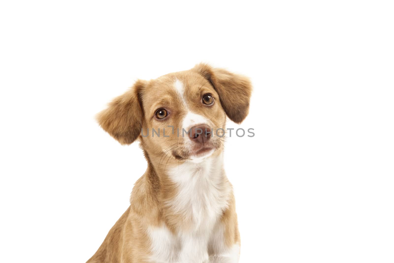 Portrait of mixed breed dog on white background