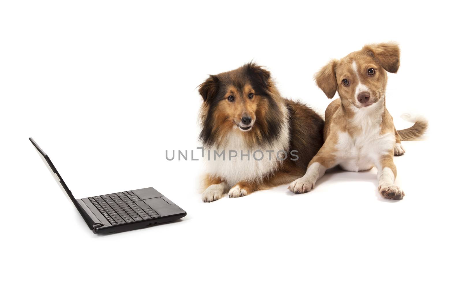Shetland sheepdog and mixed breed dog sitting near laptop over white background