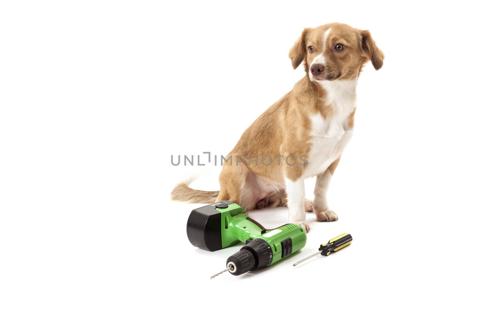 Portrait of dog with drilling machine and screwdriver isolated over white background