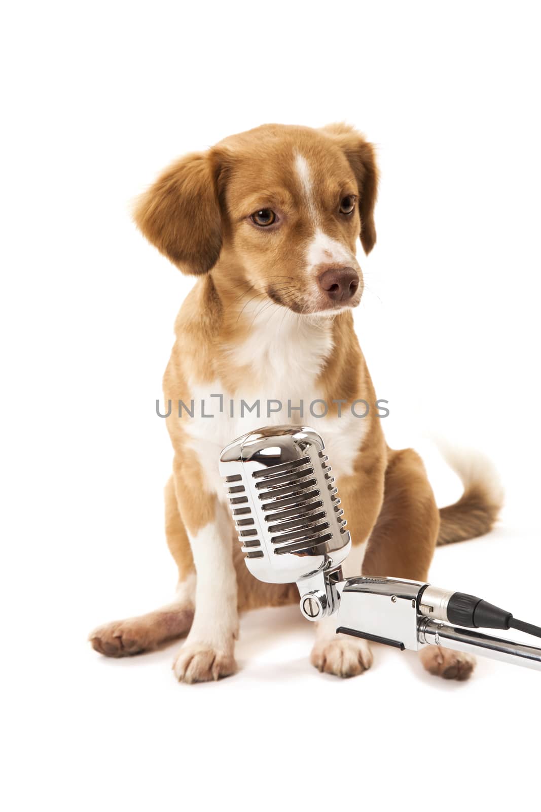 Portrait of cute dog in front of vintage microphone over white background