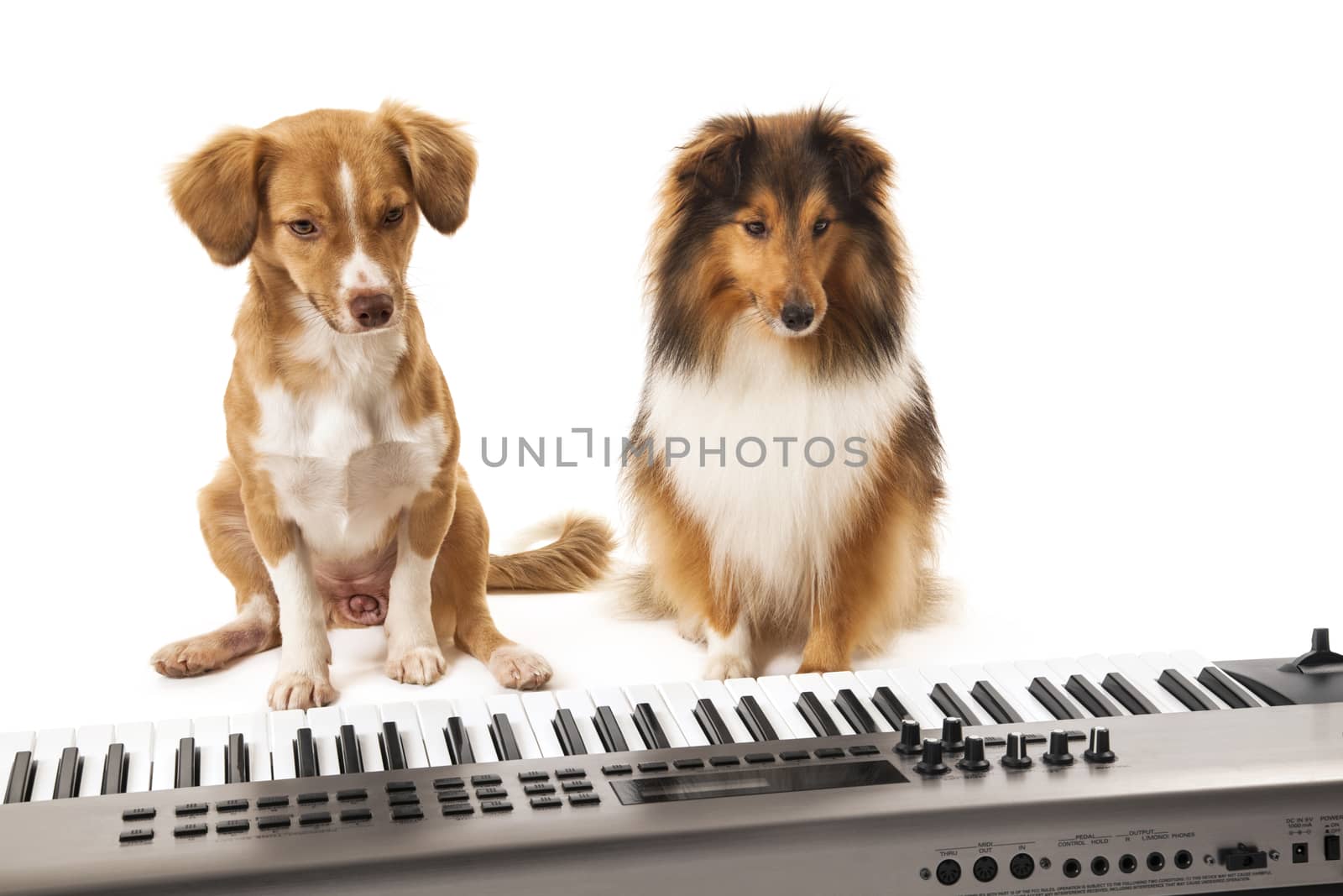 Shetland sheepdog and mixed breed dog sitting on white background looking at piano