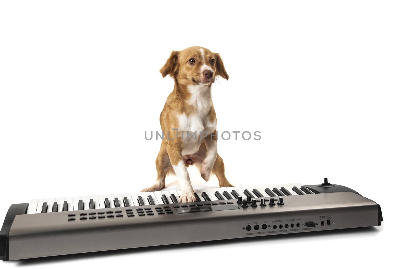 Dog playing music on piano isolated over white background