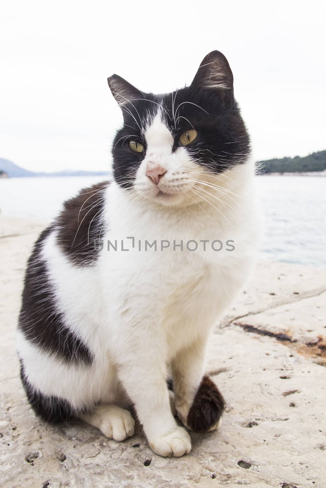 Cat by the sea by Aarstudio