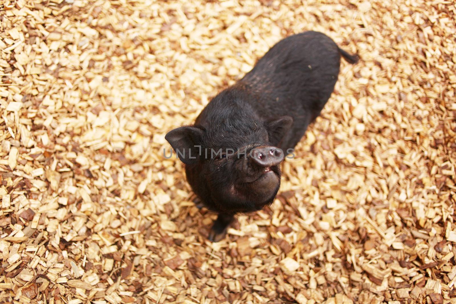 Pig with funny nose at a zoo