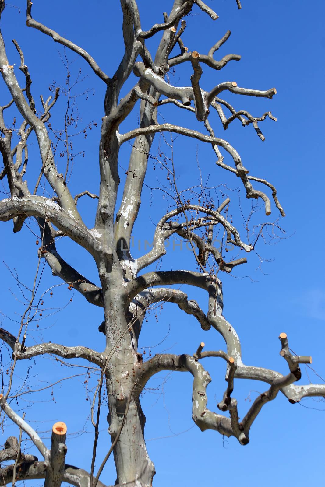 Funny tree on a clear blue sky (focus on the top of the tree)
