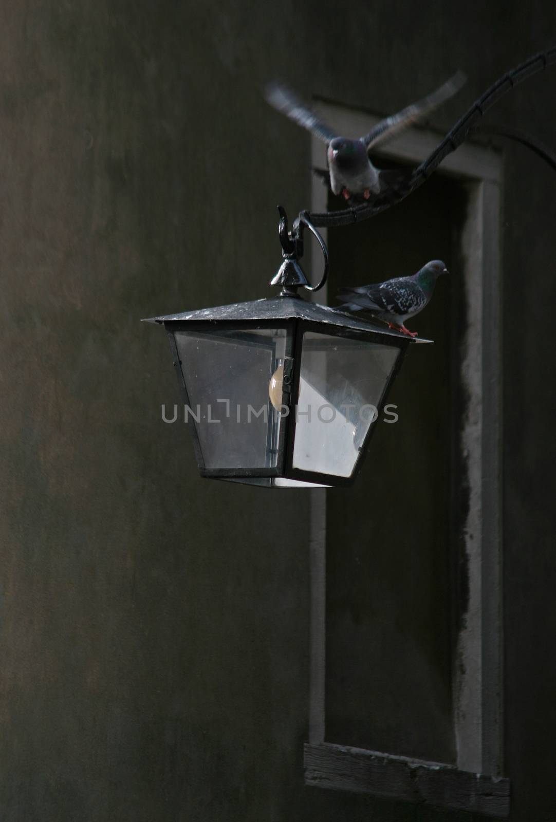 Two pigeons sitting on an old lamp