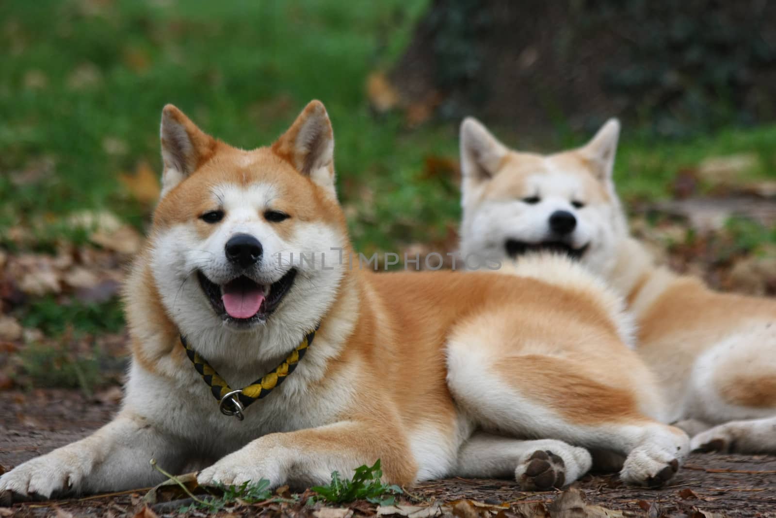 Akita inu with its girlfriend relaxing in public park