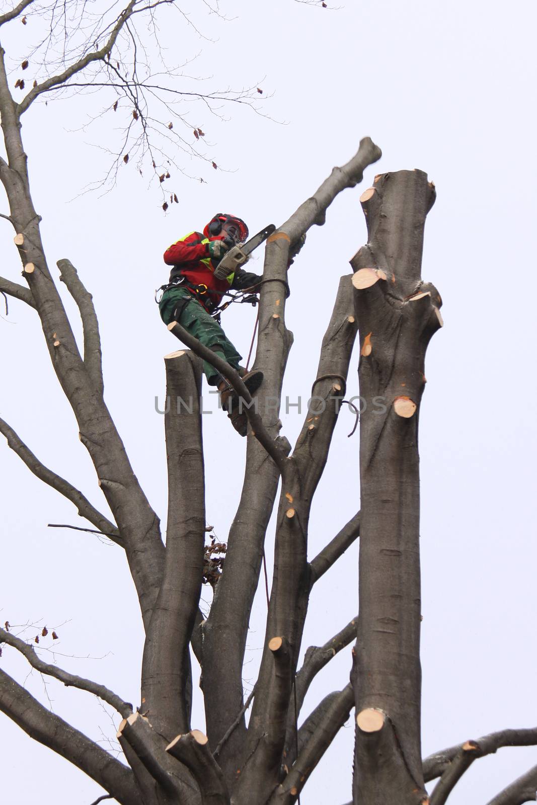 Forester taking down a tree