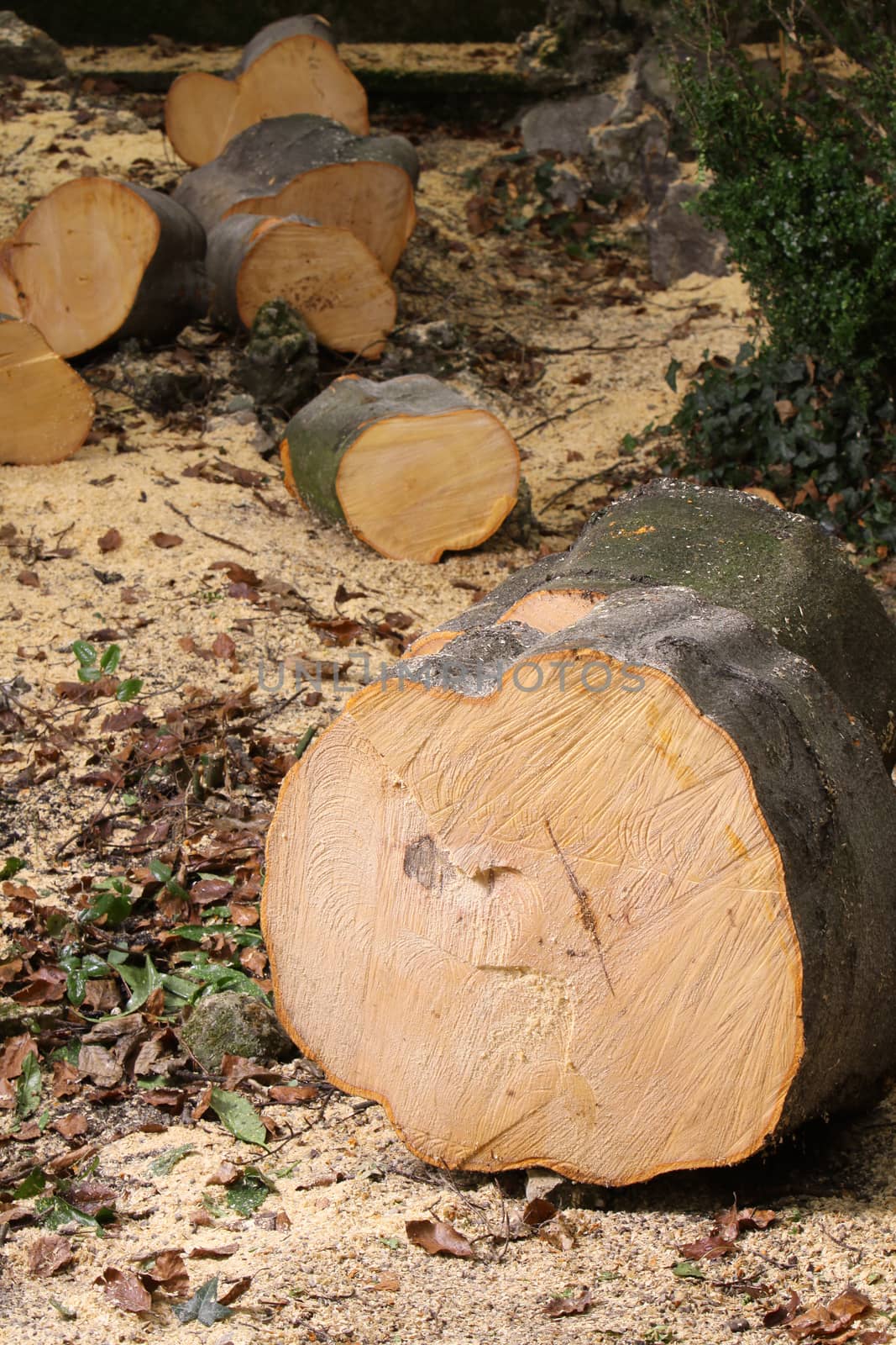 Plenty of chooped wood lying around