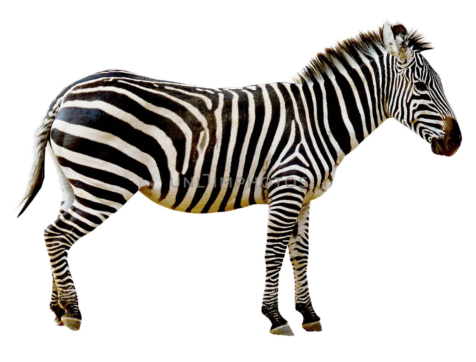 Wild zebra isolated on white background