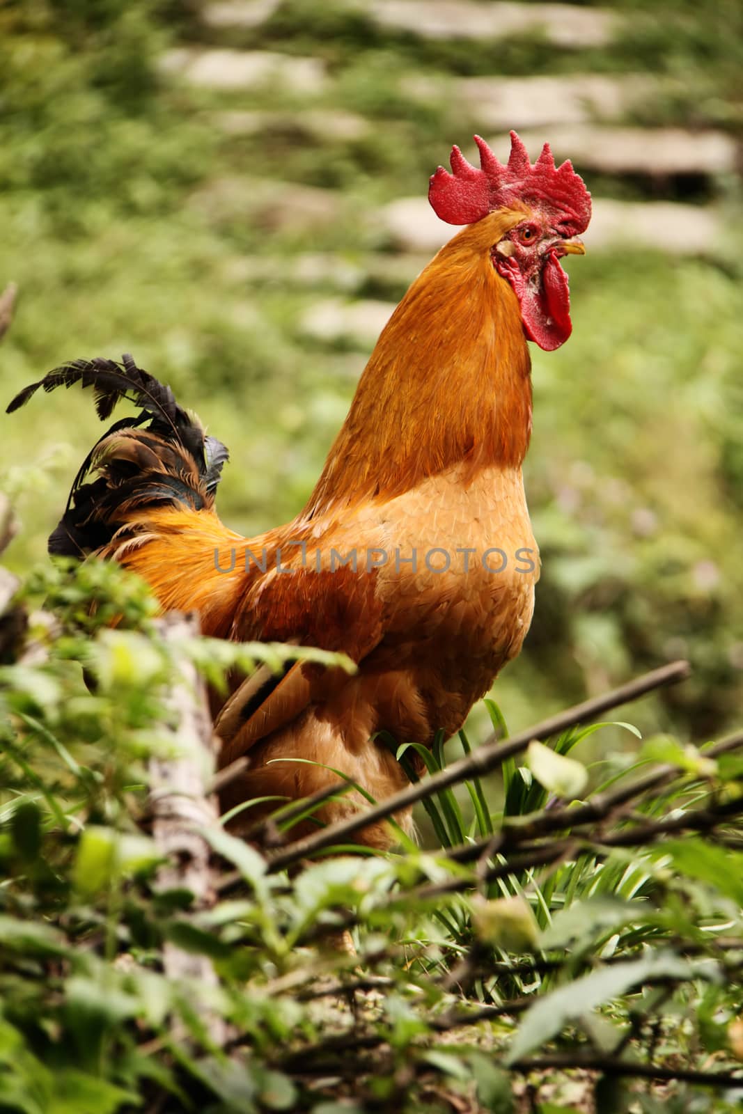 Portrait of a rooster from a profile