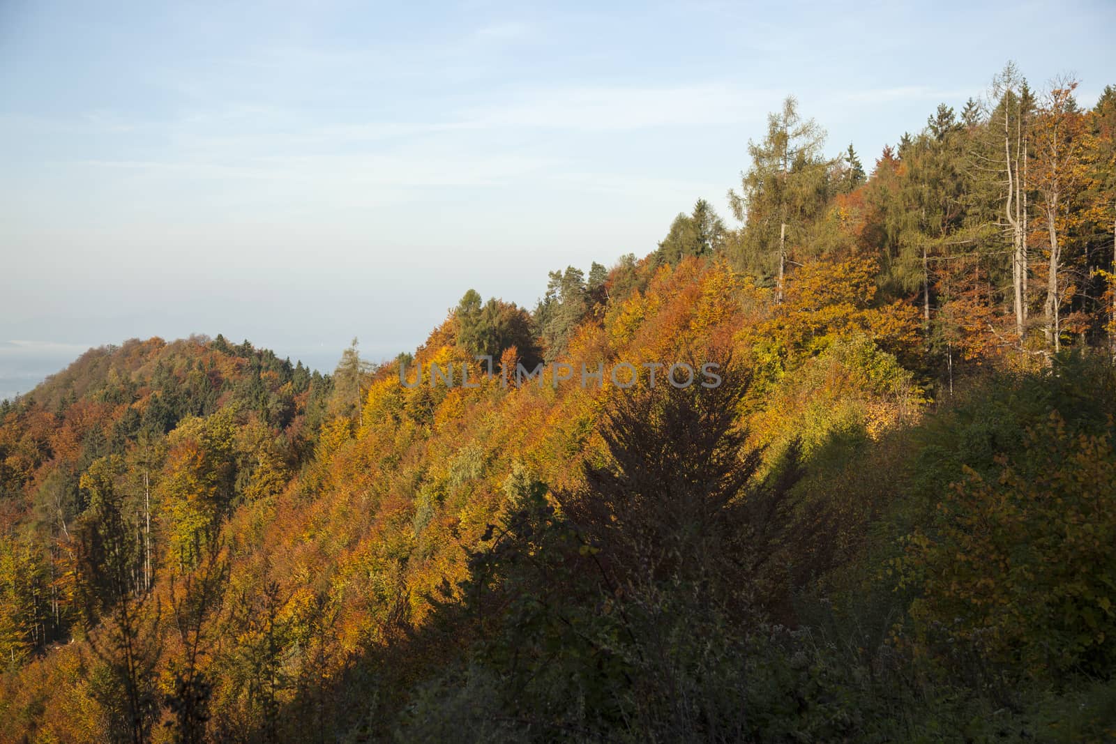 Fall in the forest. Colourful leafs.