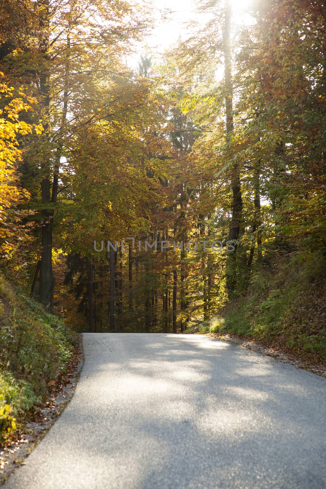 Fall by the country road.