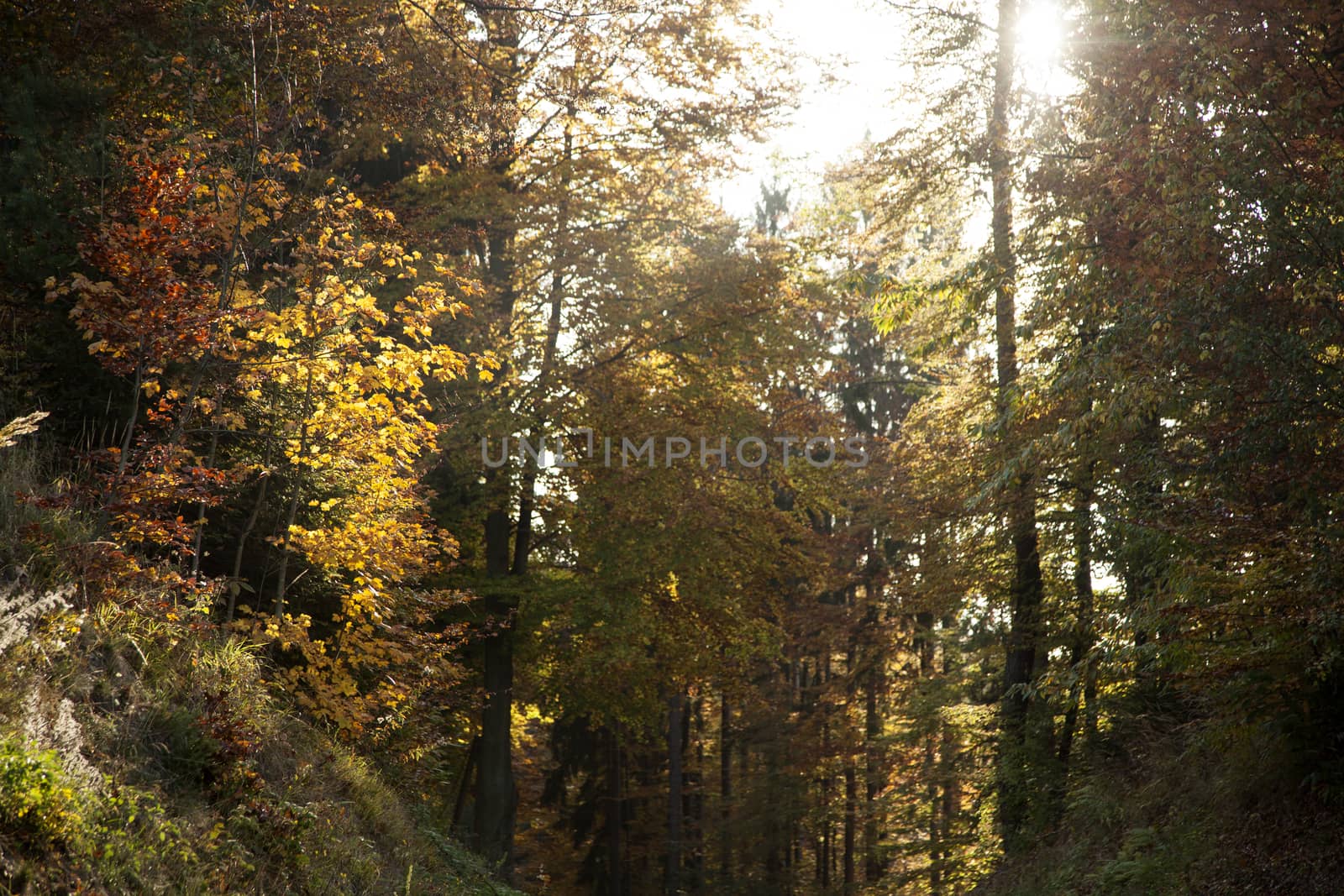 Colourful autumn trees in the forest