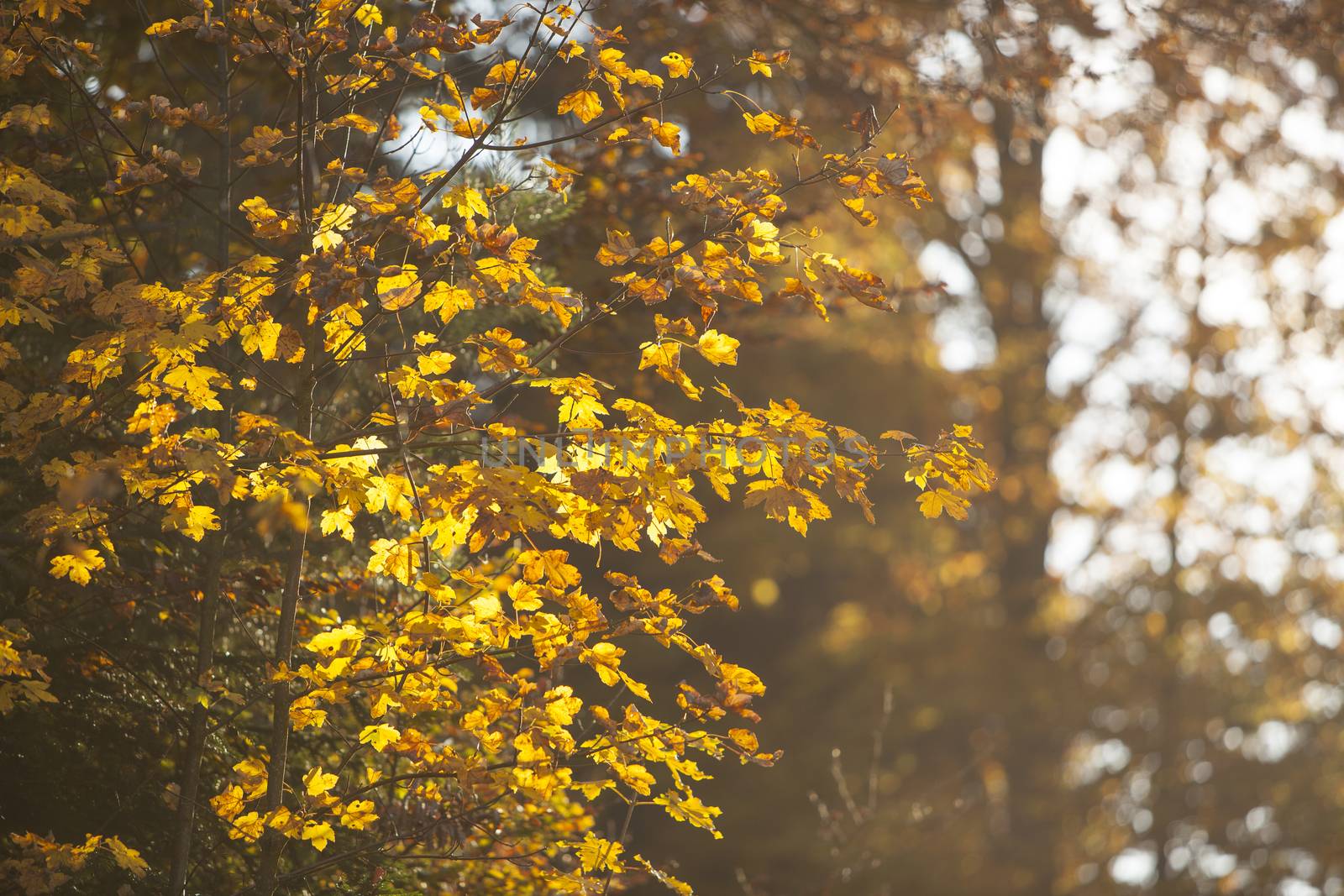 Fall in the forest. Colourful leafs.