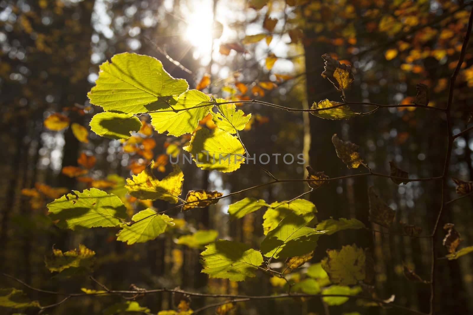 Colourful autumn trees in the forest