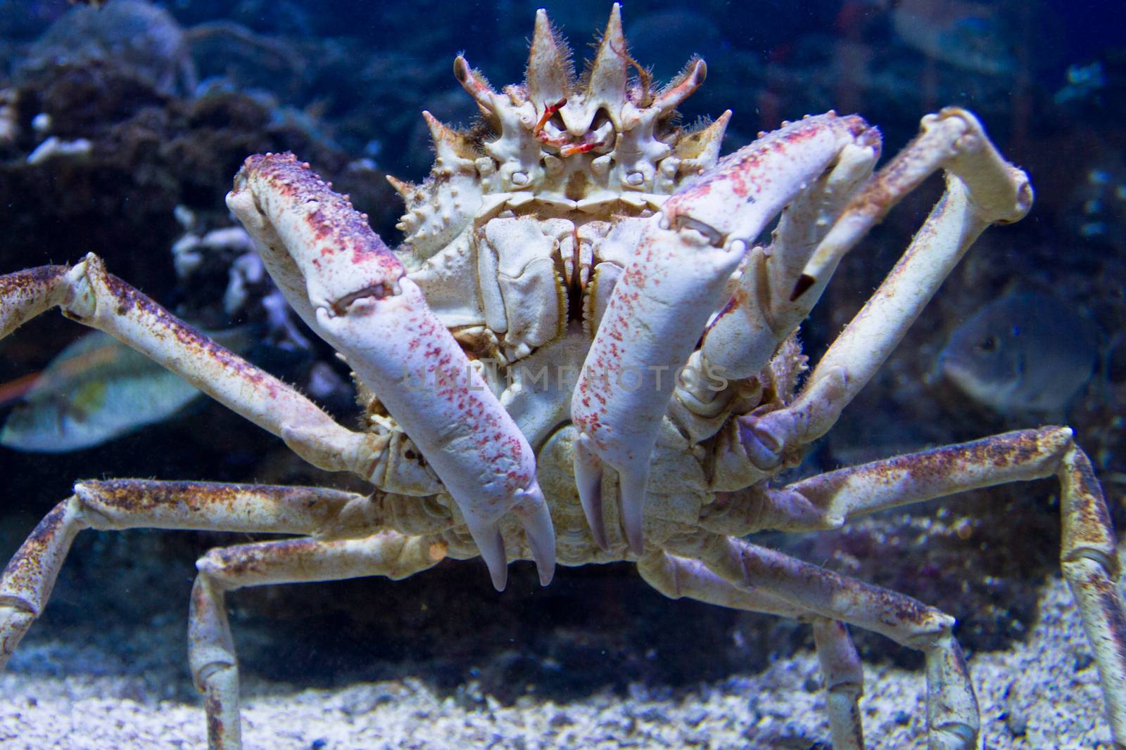 Crab in the aquarium in Piran