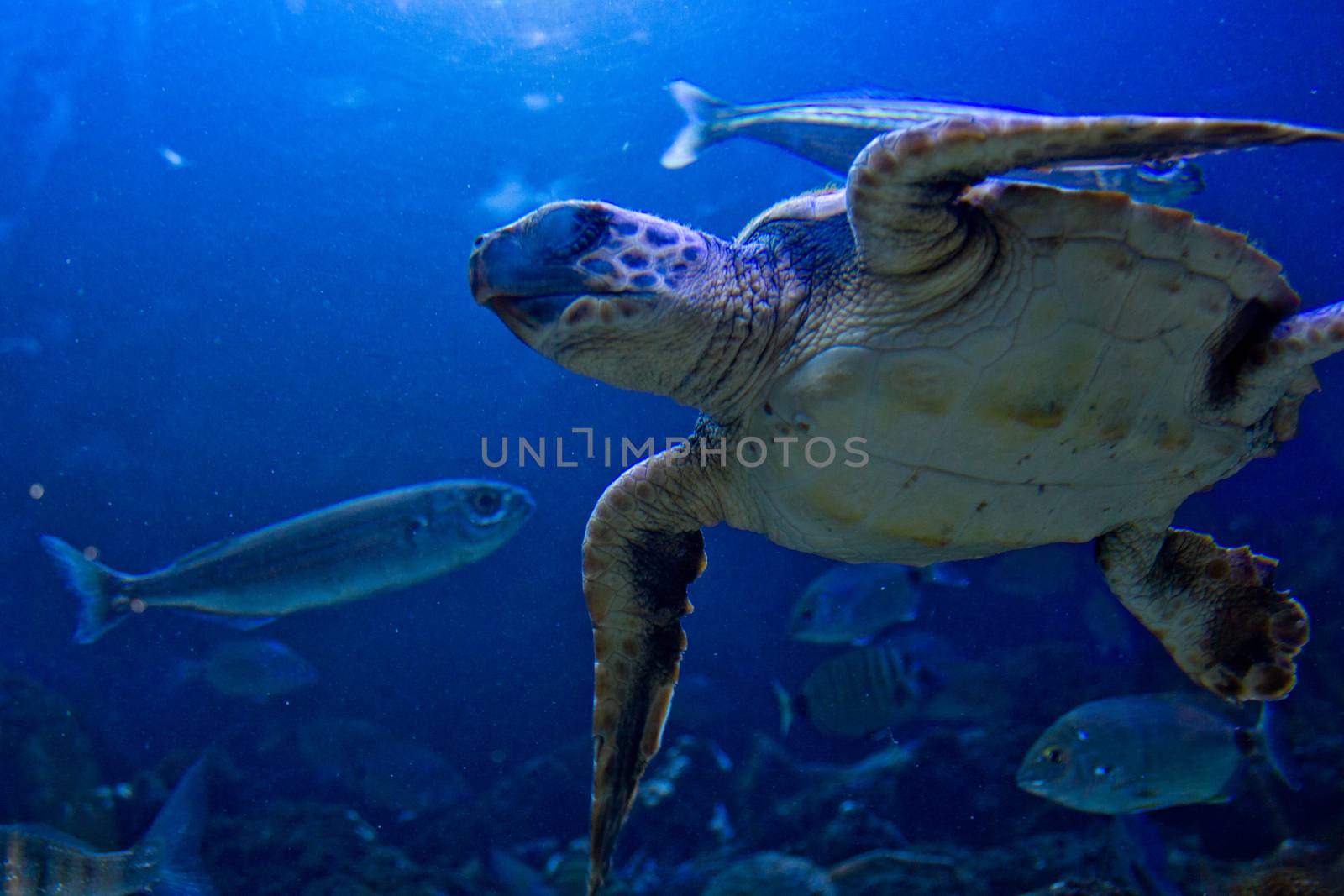 Turtle swiming under water