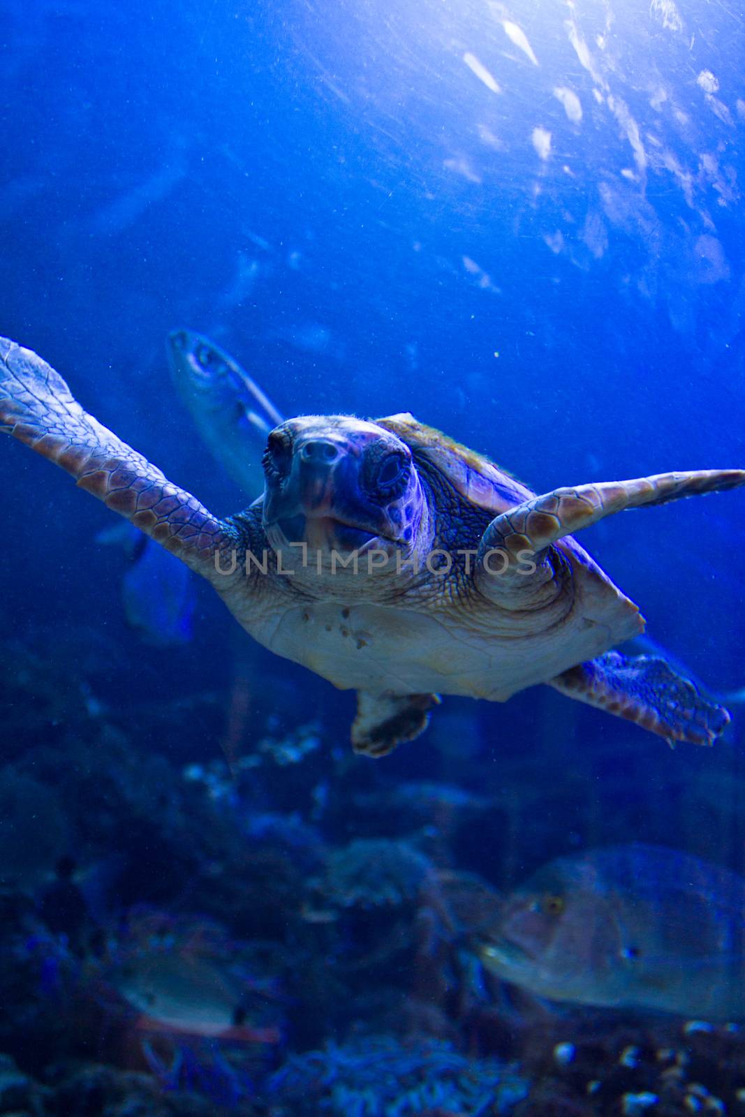Turtle swiming under water