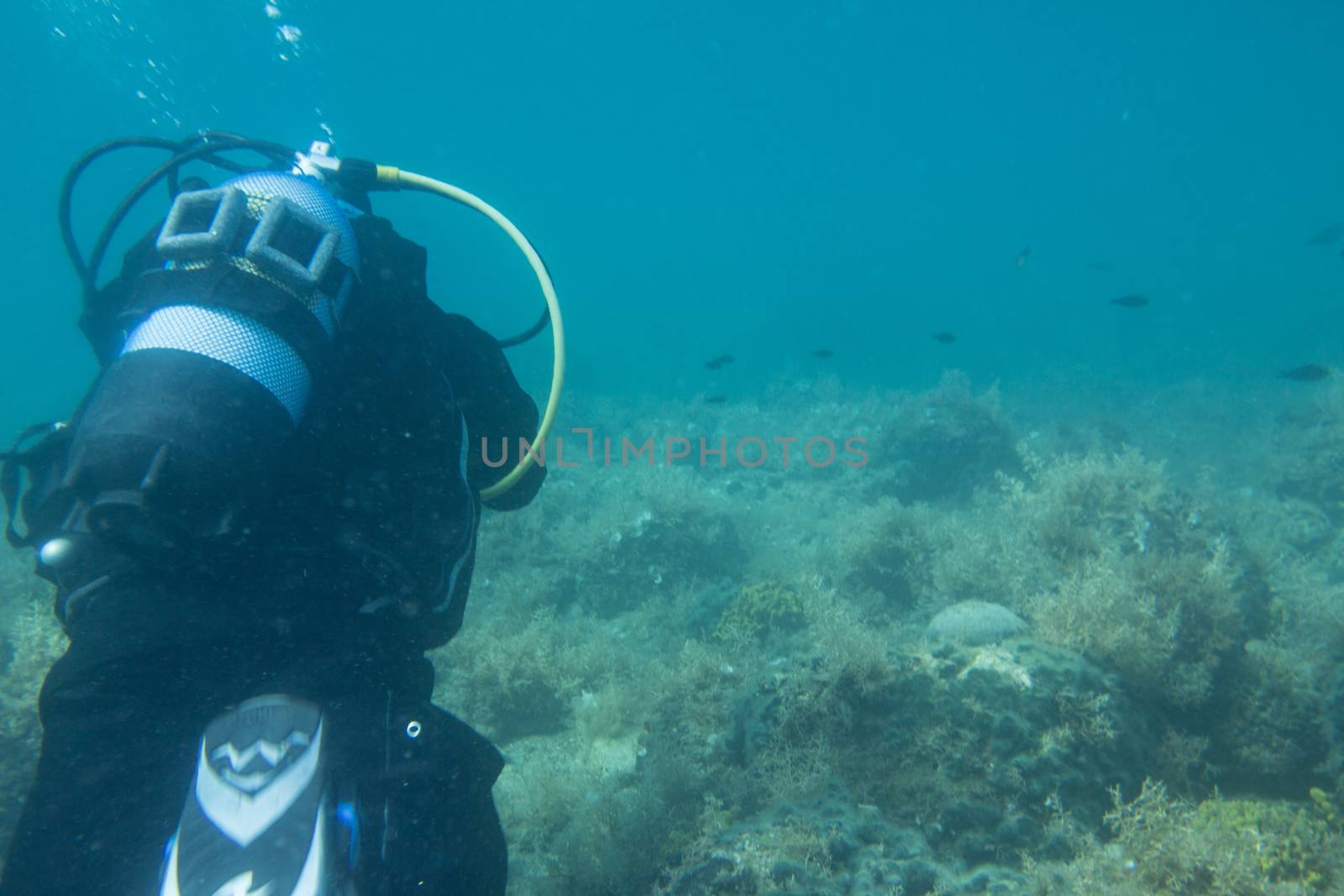 Man diver dives at Slovenian coast in Piran.