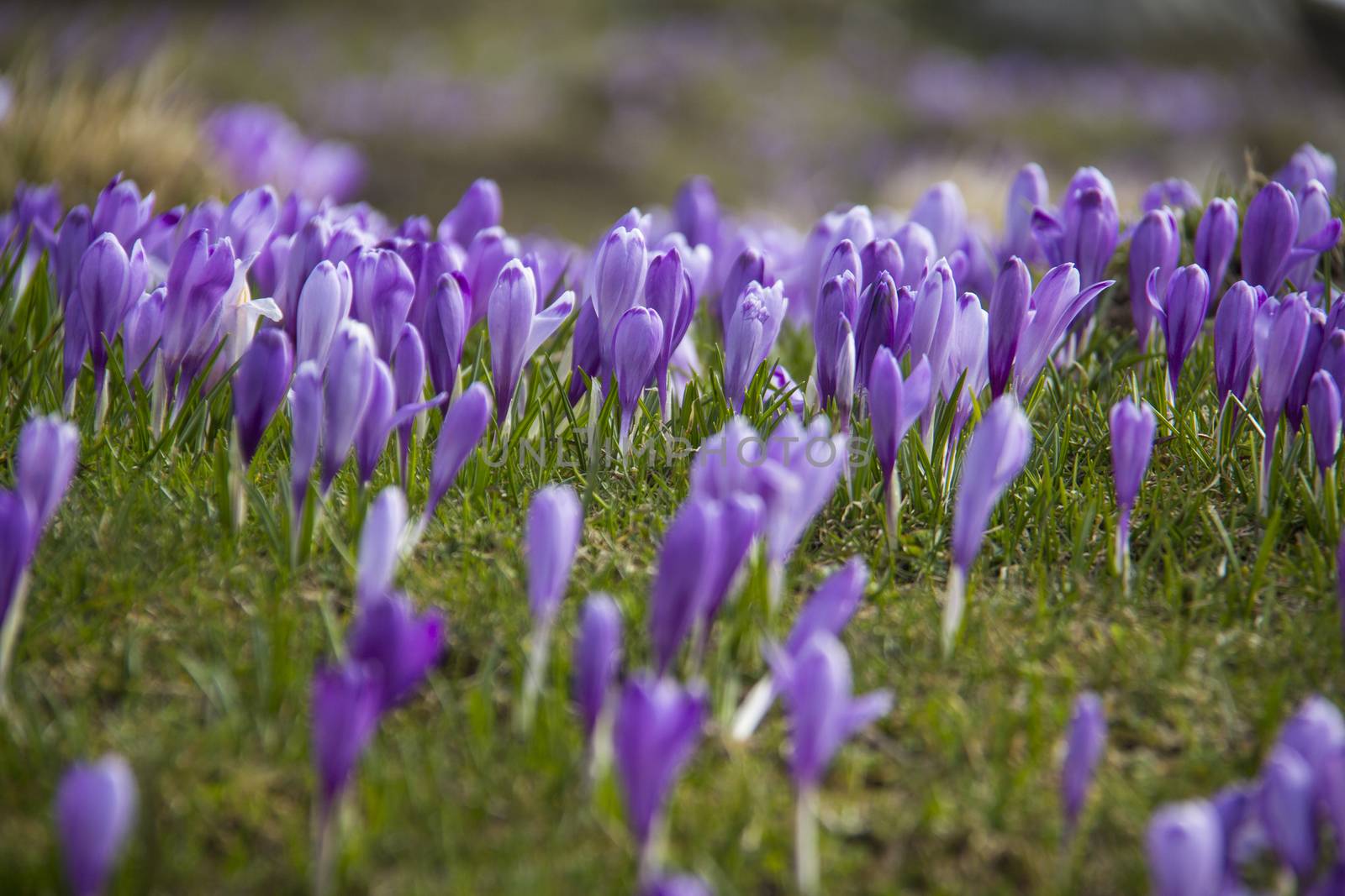 Spring crocuses by Aarstudio