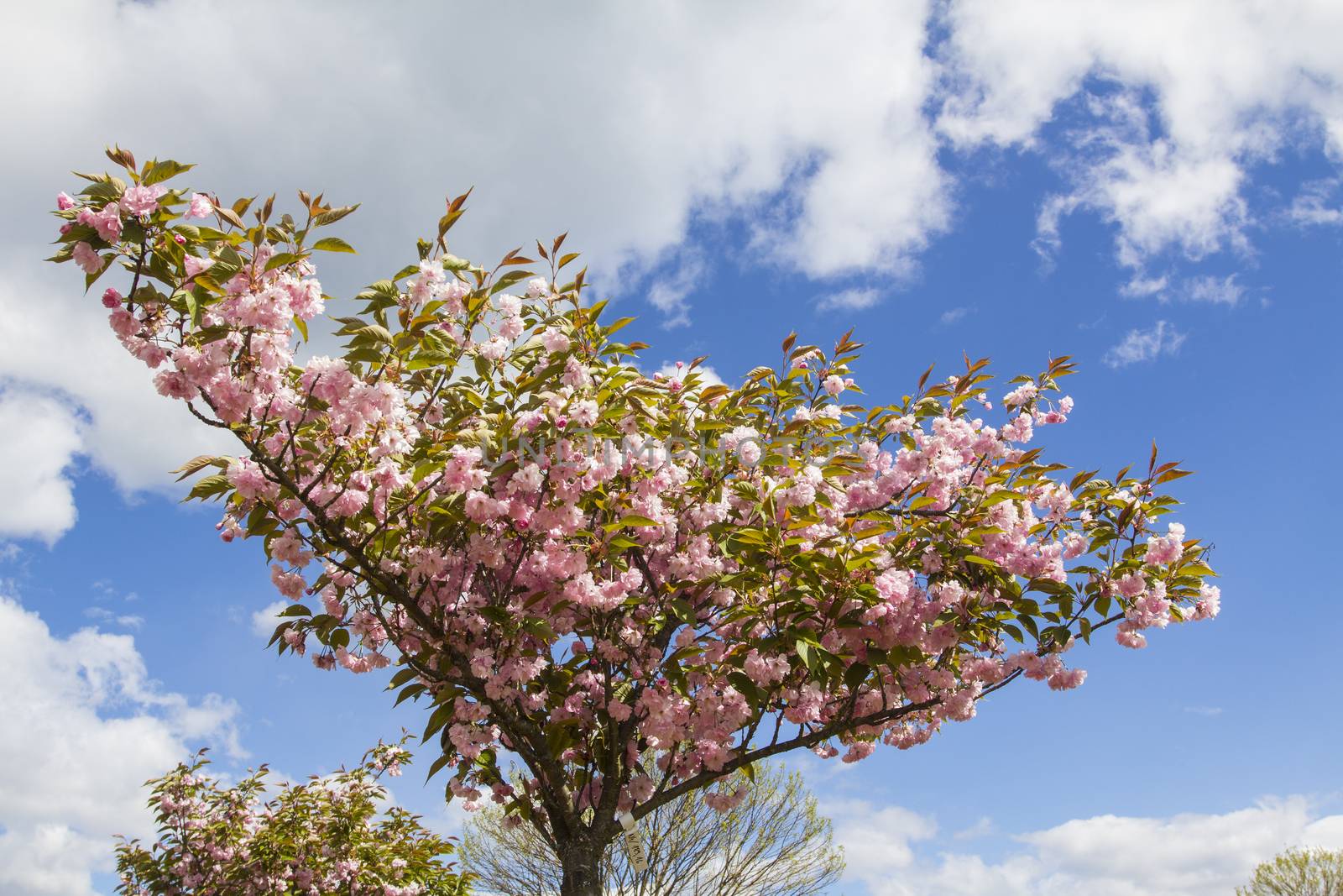 Blooming cherry tree by Aarstudio
