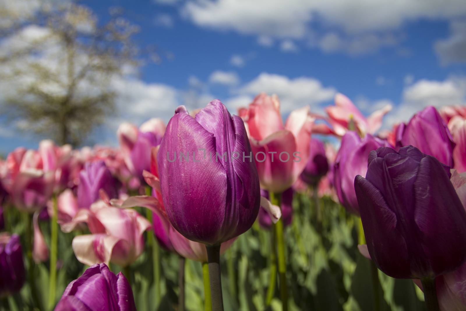 Tulips in park by Aarstudio