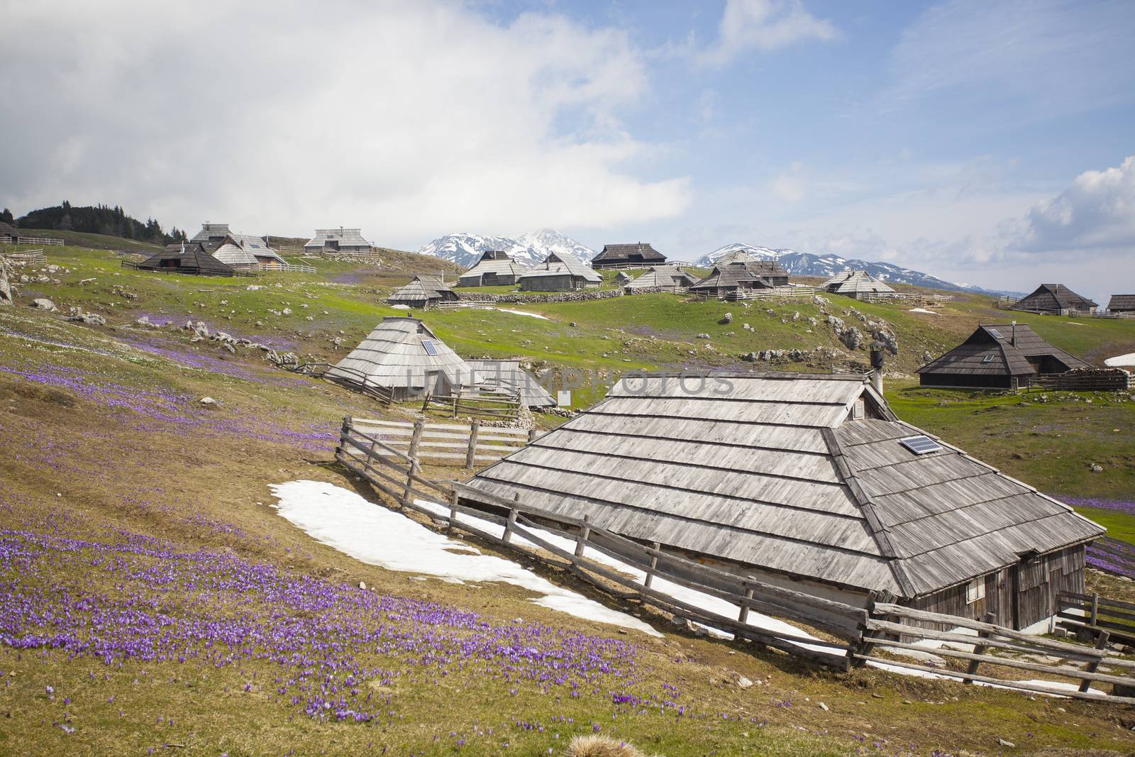 Spring crocuses on Velika Planina plateau in Slovenia. With cottage in the background.
