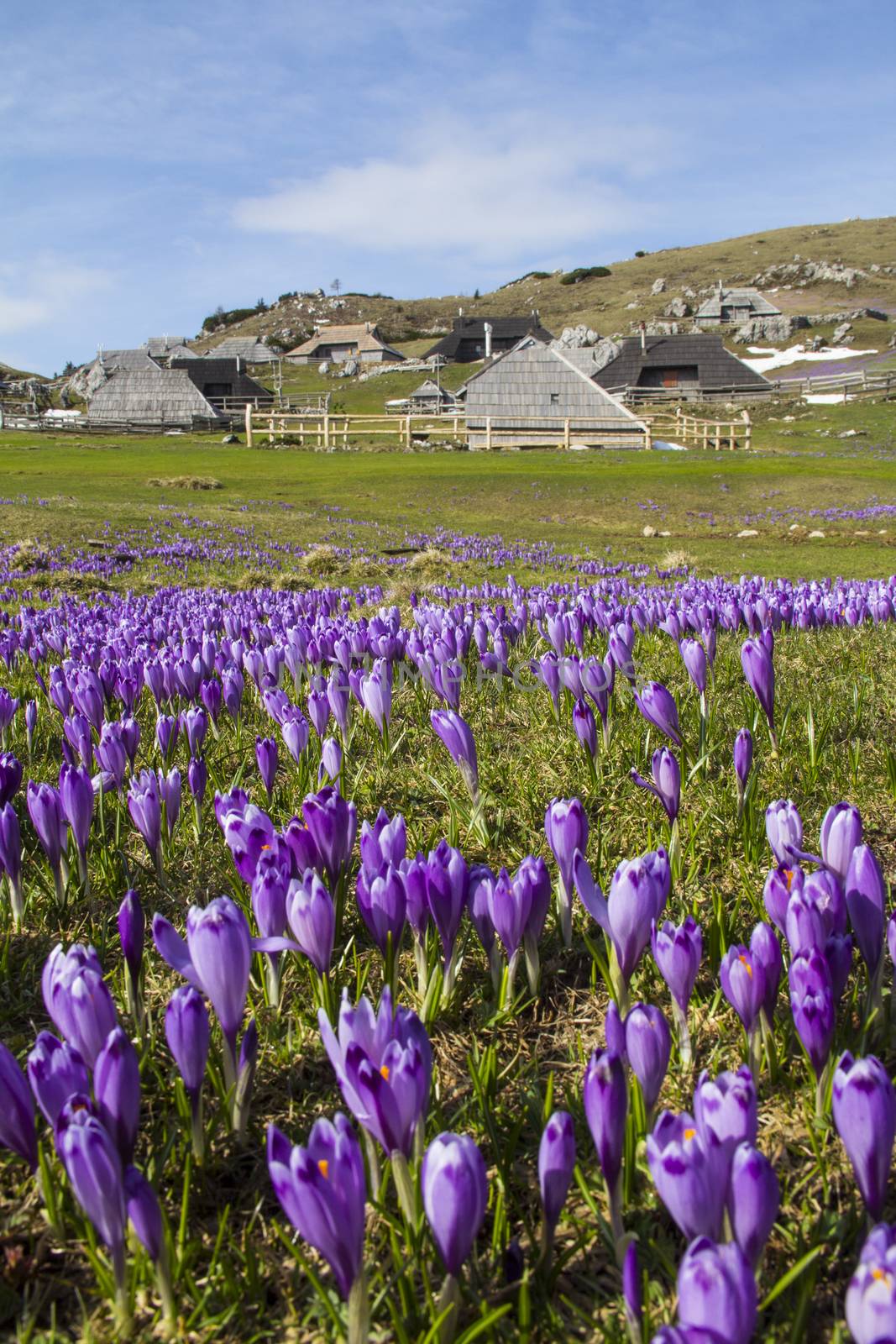 Beautiful spring crocuses on Velika Planina plateau in Slovenia.