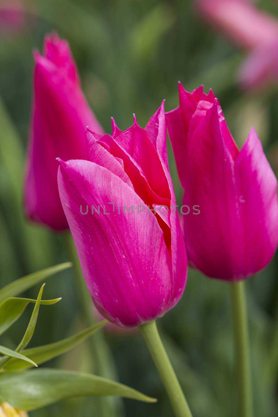 Beautiful tulips in a park on a sunny spring day.