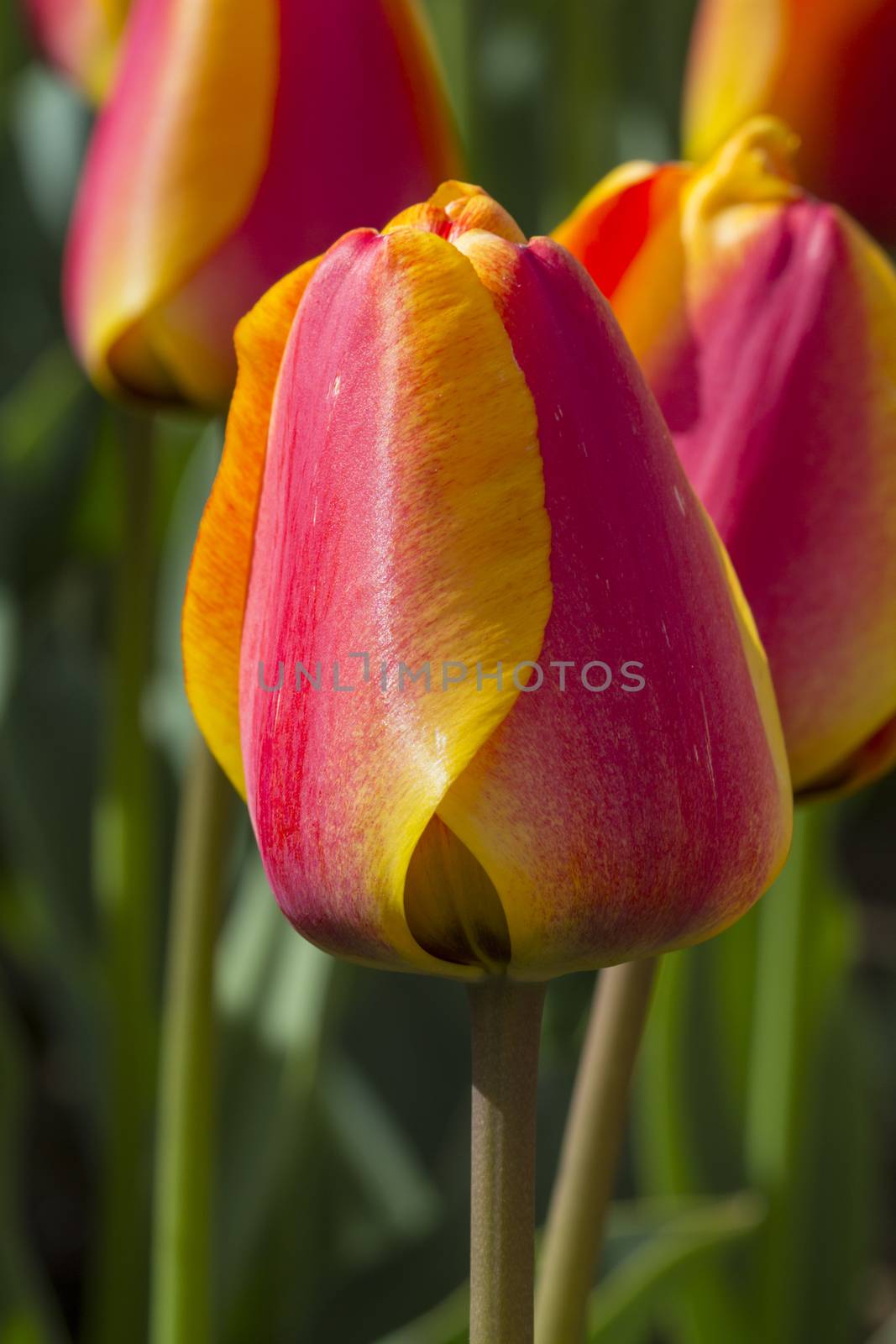 Beautiful tulips in a park on a sunny spring day.